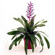 ایکمیا باران آبی